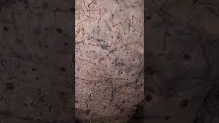 神秘洞窟发现二十八星宿图，#历史 #户外 #星空 #探秘 #文物