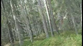 Environmentalist meets forest cutters | Deforestation Sweden (Natural Forest) | More of everything