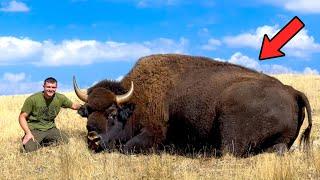 I Hunted the American Bison!