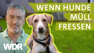 Achtung Lebensgefahr: Straßenhund frisst Abfall | Hunde verstehen | S05/E03 | WDR