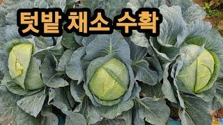 텃밭 채소 수확하기/ 양배추 강낭콩 아스파라거스 호박 가지 피망 아욱/ 텃밭가꾸기/ 텃밭농사/ 주말농장