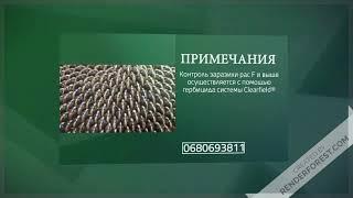 НК Неома / Syngenta - подсолнечник под Евролайтинг - купить, цена, отзывы