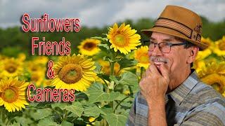 Sunflowers Friends and Cameras