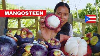 Discovered a Mangosteen Tree and Fruit at the Festival in Aibonito, Puerto Rico