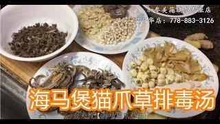 海马煲猫爪草排毒汤—【Maybel话你知】Sea horse and Ranunculus ternatus Soup