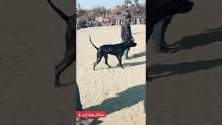Attitude check kro kutty da #bullykutta #pakistanibullykutta #doglover #dog