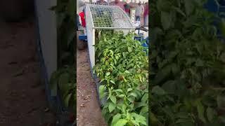 Chili ️ ️ Harvester Moses 1010 || Made By Etgar Mexico || #shorts #farming #agriculture