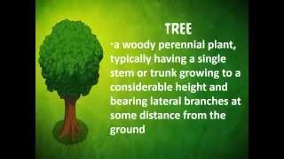 TREES by Ralph Paolo  Ongonion