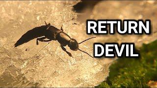 Unparalleled video. Incredible Survival of Devil Beetle. Frozen Animals. Documentary voice over