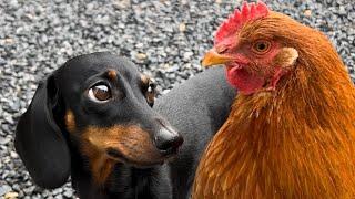 Mini Dachshund and Chicken. Unlikely Animal Friends.