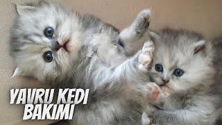 Yavru kedi bakımı… Yeni kedi sahiplenecekleri neler bekliyor 