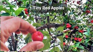 The World's Smallest Red Apples Sweet + Sour, Beautiful Apple Tree, Amazing Small Apples