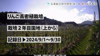 タイムラプス　2024年９月1日～９月30日　りんご高密植栽培　栽培2年目園地（上から）　定点観測【弘果総合研究開発株式会社】