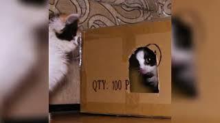 Funny cats and cardboard boxes! Cats and cartons! (#00069)