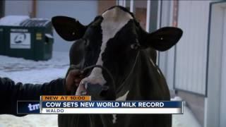 Wisconsin cow sets world record for milk production