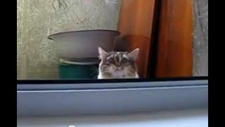 ryeley tries to recreate a Cat Peeks through Window meme