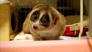 SlowLoris Kinako Happy Birthday