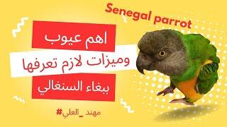 عيوب وميزات لازم تعرفها عن ببغاء السنغالي #ببغاء  #senegal_parrot #مهند_العلي
