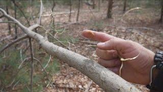 Squirrel Pole Survival Snare Trap