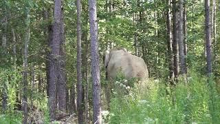 The Elephant Sanctuary | Artie's First Time in His New Habitat