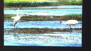 Whooping Cranes Spring Island Trust Talk by George Archibald