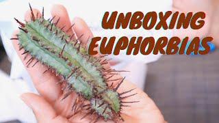 Euphorbias Unboxing | Clyde Morris | Succulents