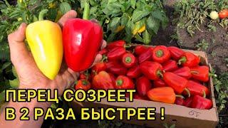 Как ускорить созревание перца? Подкормки и приемы для дозаривания.