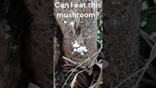 #botany #mushroom #shroomers #foraging #fungus #shrooms #oystermushroom #mushroomhunting