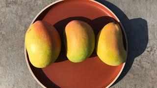 Kensington Pride mango [Mangifera indica]