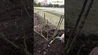 ВЕСЕННИЙ УХОД ЗА РОЗАМИ