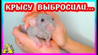 Спасение лысой Крысы / Её бросили как старую вещь / новый питомец /  Alisa Easy Pets