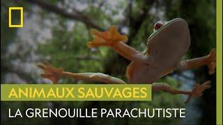 Cette grenouille a des parachutes à la place des doigts