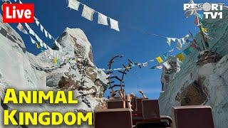 Live: A Wild Morning at Disney's Animal Kingdom - Walt Disney World Live Stream - 6-19-25