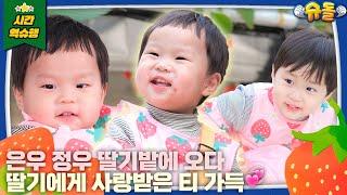 [SUB] 낮에는 딸기, 저녁에는 청국장⁉️ 쩝쩝박사 우형제가 나타났다 l 슈퍼맨이 돌아왔다 KBS 250205 방송