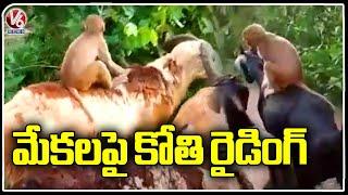 Baby Monkey Rides On Goat | Aswaraopeta | V6 News