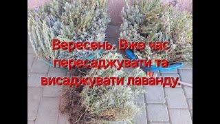 У вересні вже можна висаджувати та пересаджувати лаванду