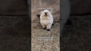 Himalayan Kitten For Sale in Pune #himalayancat #bangalore #bandra #blueeyes #kitten #forsale #india