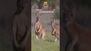 Kangaroo: Nature's Jumping Giant in High-Speed Action | The Animal Explorer #shorts