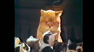 9-Lives 'Morris & Kittens' Commercial (1977)