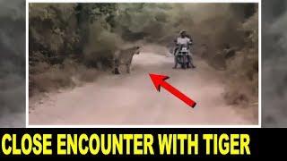 Bikers Encounter with 2 Tigers NARROWEST ESCAPE