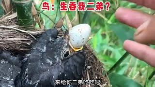 【笑亿天】鸟：这是让我表演生吞我二弟吗？