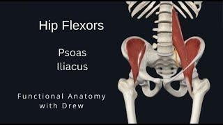 Psoas and iliacus - Functional Anatomy