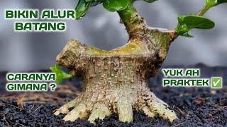 SEDERHANA SAJA ‼️CARA MEMBUAT BONSAI MAME #bonsai #sancang #bonsaisancang