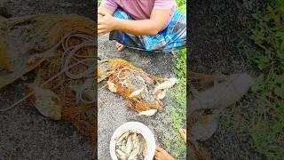Huge!! cast net fishing #shorts #youtubeshorts #shortsfeed