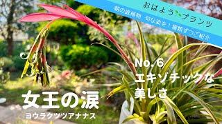 【5月の庭植物】NO.6 信じられない美しさ！アナナス女王の涙／2022.5.4