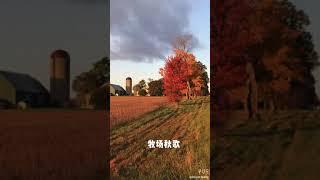 Farmlands in Ontario 安大略牧场风光