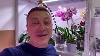 ЦВЕТОНОС ОРХИДЕИ почему отсушивает бутоны орхидея