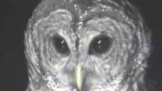 Barred Owl Hoots Gets Goldfish FYV