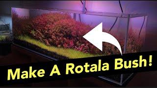 How To Trim Stem Plants *The BEST Tips and Tricks To Make A Rotala Bush!*