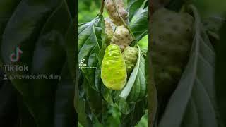 Noni Scientific name Morinda citrifolia | ASMR #noni #nonifruit #fruit #viralshorts #trendingshorts